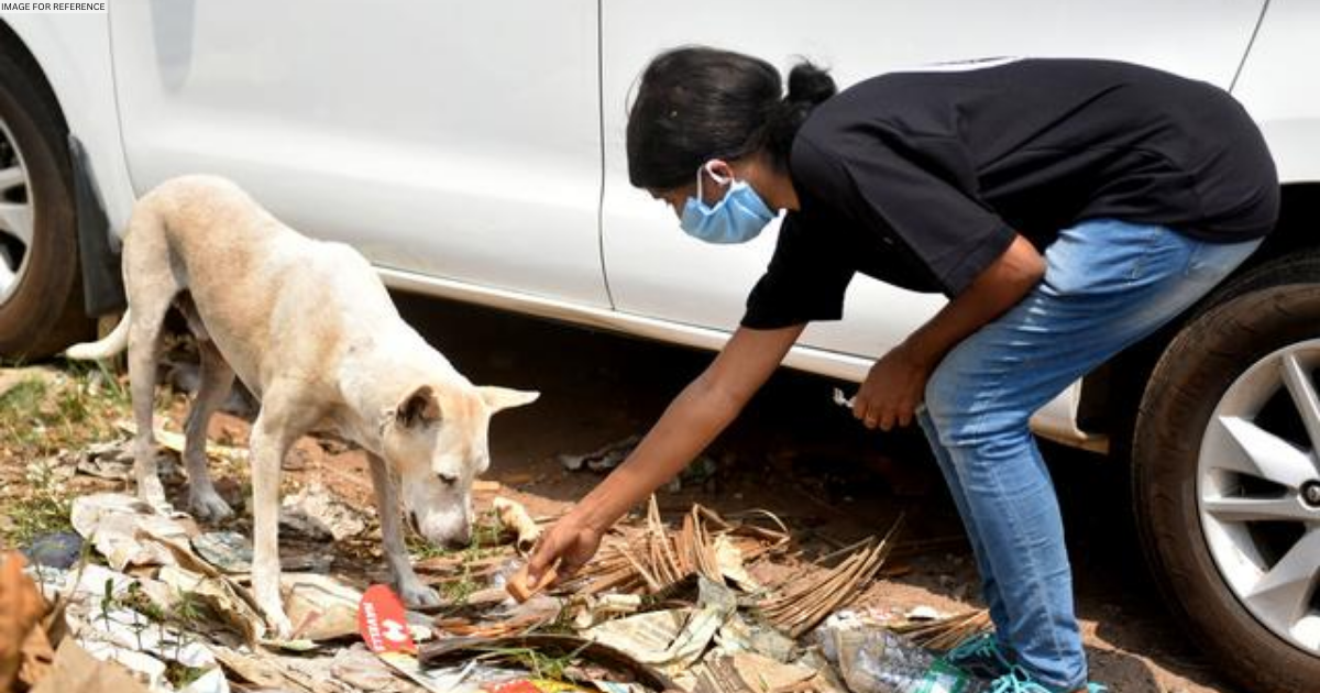 Plea in SC against Bombay HC order over guidelines on stray dog feedings